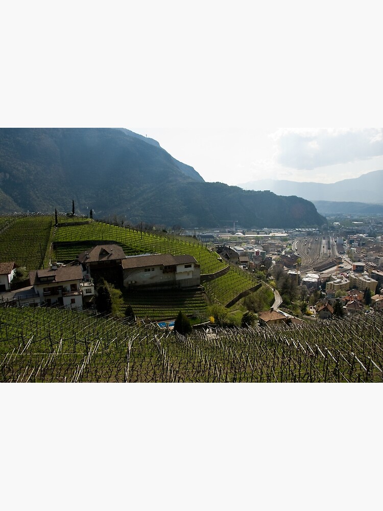 Hillside Vineyard, Bolzano/Bozen, Italy by leemcintyre