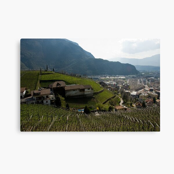 Hillside Vineyard, Bolzano/Bozen, Italy Canvas Print