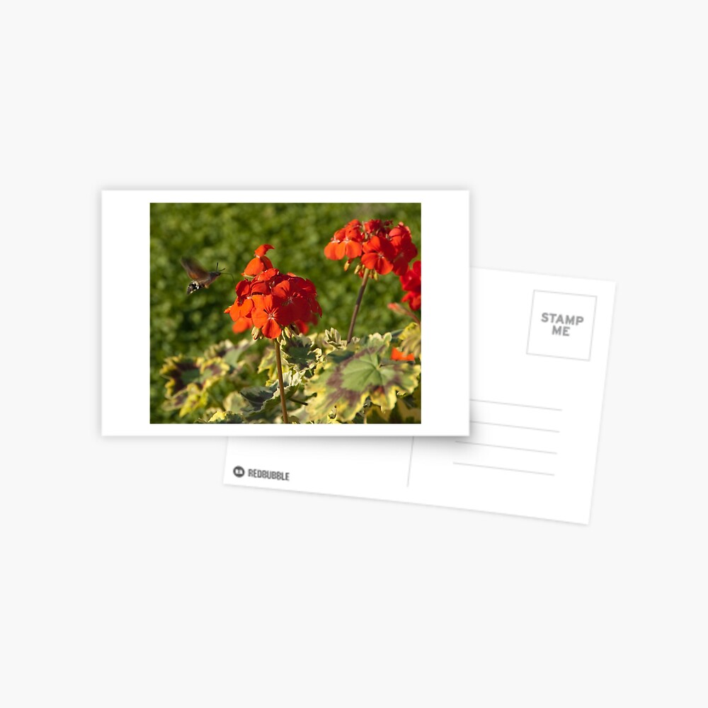 Hummingbird Hawk Moth, Piazza Walther Garden, Bolzano/Bozen, Italy Postcard