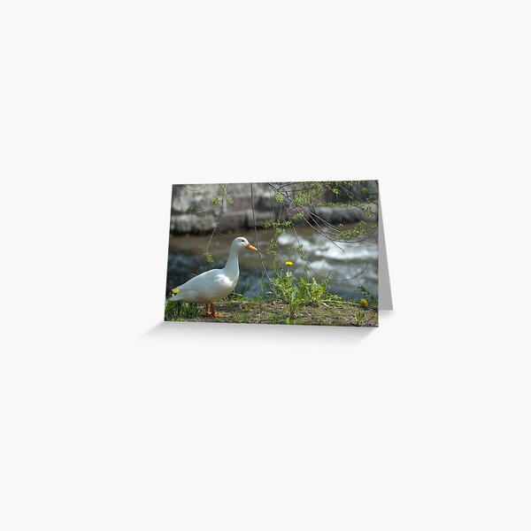 "Just ducky!" Greeting Card