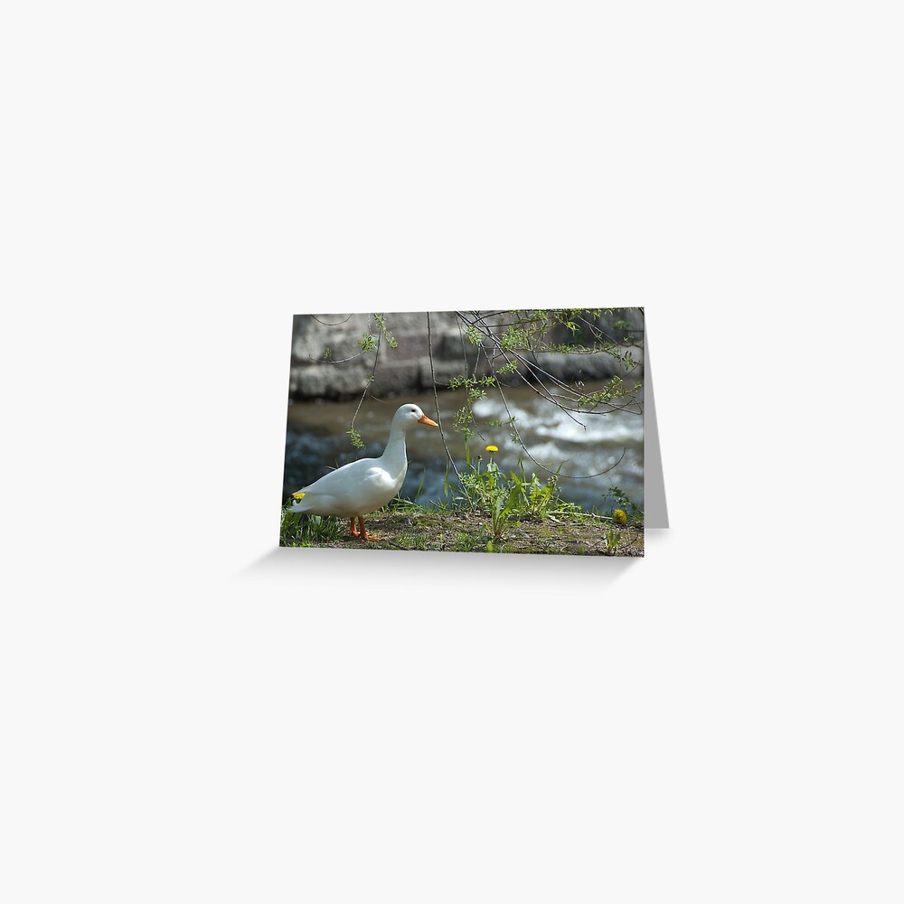"Just ducky!" Greeting Card