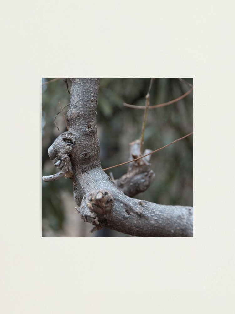 Alternate view of "Old Man's Profile", Bolzano/Bozen, Italy Photographic Print