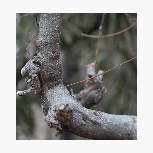 "Old Man's Profile", Bolzano/Bozen, Italy Photographic Print