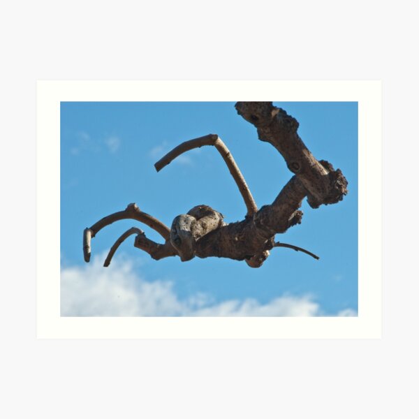 "Spider", Bolzano/Bozen, Italy Art Print