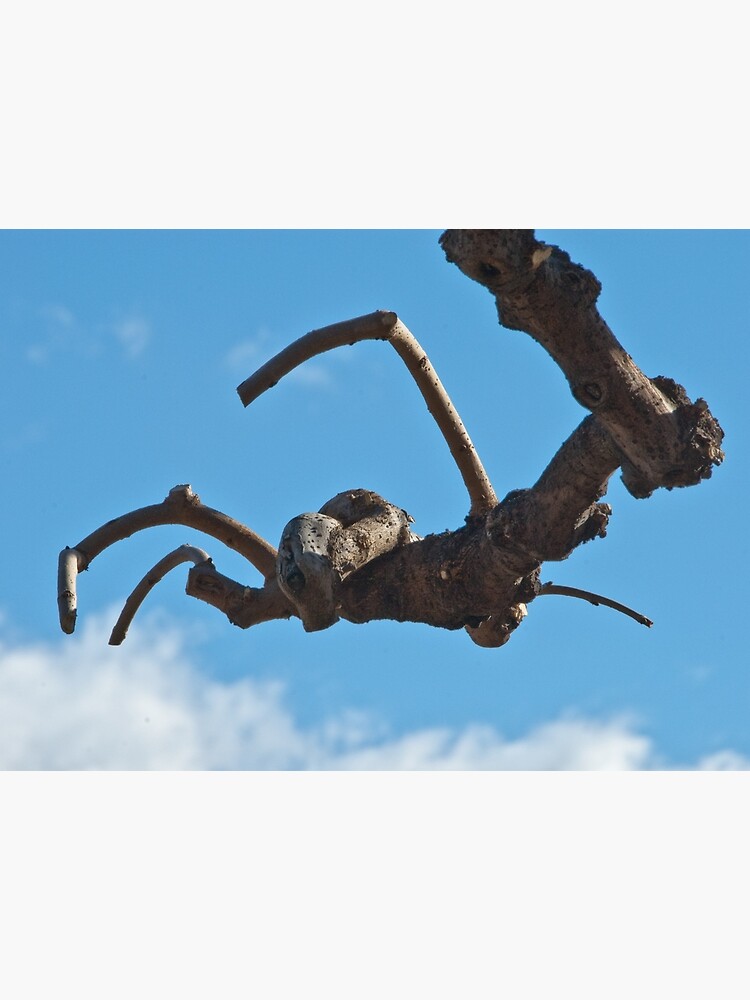 "Spider", Bolzano/Bozen, Italy by leemcintyre