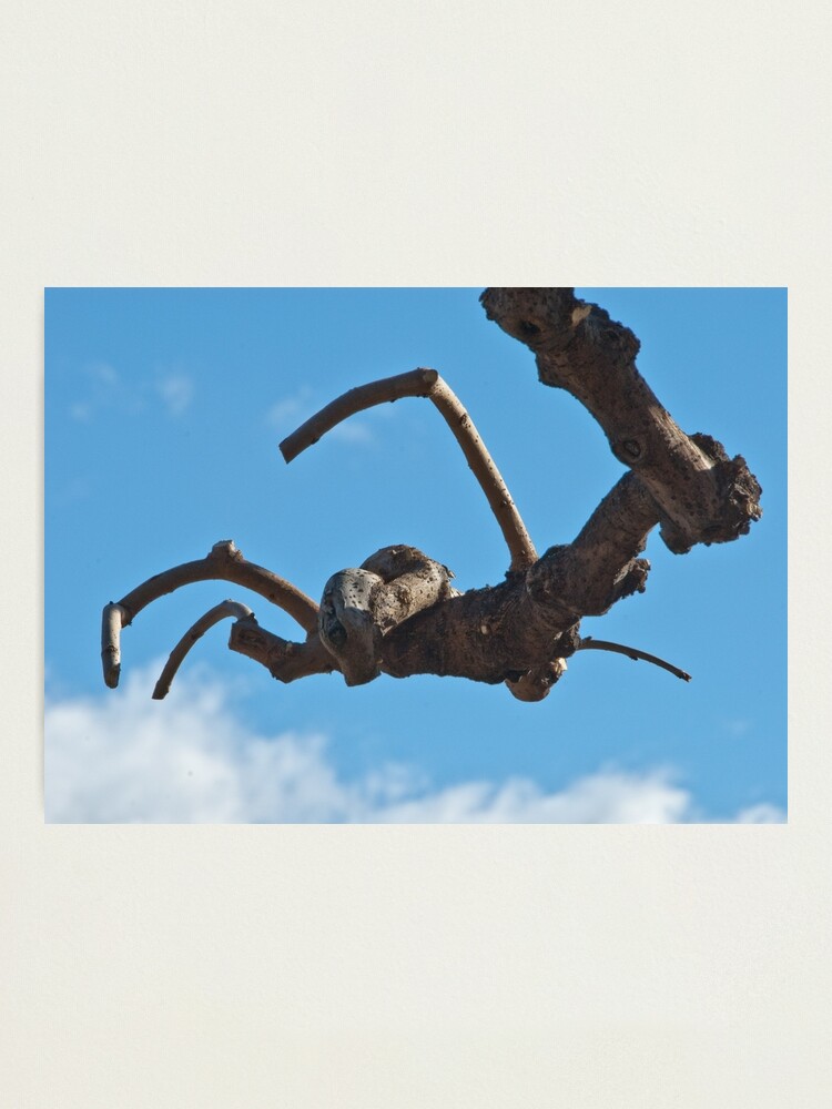 Alternate view of "Spider", Bolzano/Bozen, Italy Photographic Print