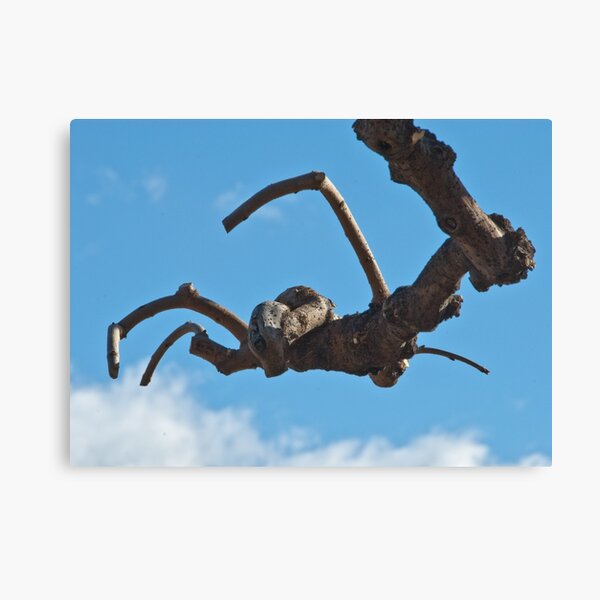 "Spider", Bolzano/Bozen, Italy Canvas Print