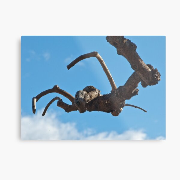 "Spider", Bolzano/Bozen, Italy Metal Print