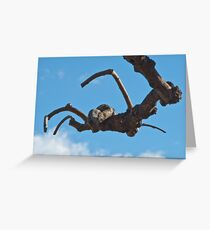 "Spider", Bolzano/Bozen, Italy Greeting Card