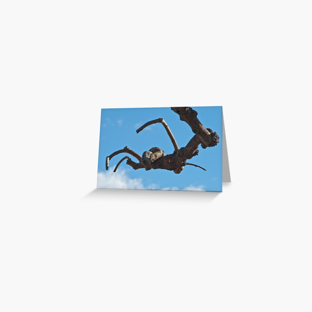 "Spider", Bolzano/Bozen, Italy Greeting Card