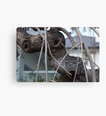 Animal Head in Tree Branch, Bolzano/Bozen, Italy Canvas Print