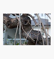 Animal Head in Tree Branch, Bolzano/Bozen, Italy Photographic Print