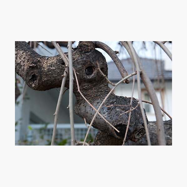 Animal Head in Tree Branch, Bolzano/Bozen, Italy Photographic Print
