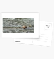 Heading Upstream, Talvera River, Bolzano/Bozen, Italy Postcards