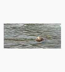 Heading Upstream, Talvera River, Bolzano/Bozen, Italy Photographic Print