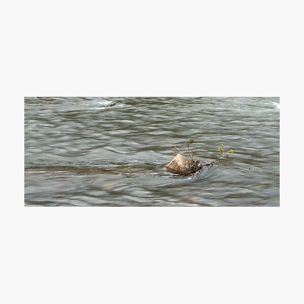 Heading Upstream, Talvera River, Bolzano/Bozen, Italy Photographic Print