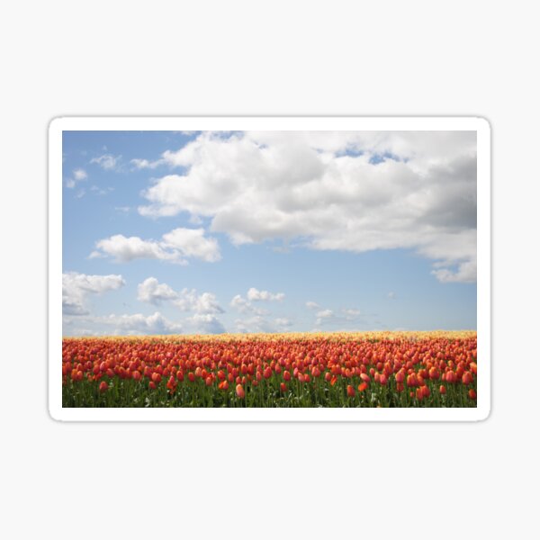 TULIP FIELD Sticker