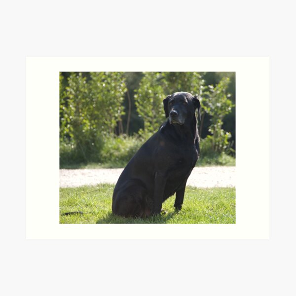 Black Dog, near Talvera River, Bolzano/Bozen, Italy Art Print