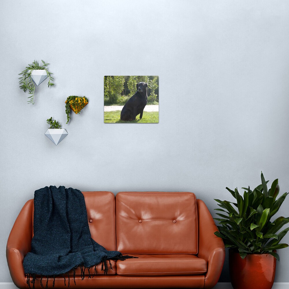 Black Dog, near Talvera River, Bolzano/Bozen, Italy Metal Print