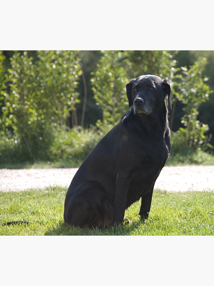 Black Dog, near Talvera River, Bolzano/Bozen, Italy by leemcintyre