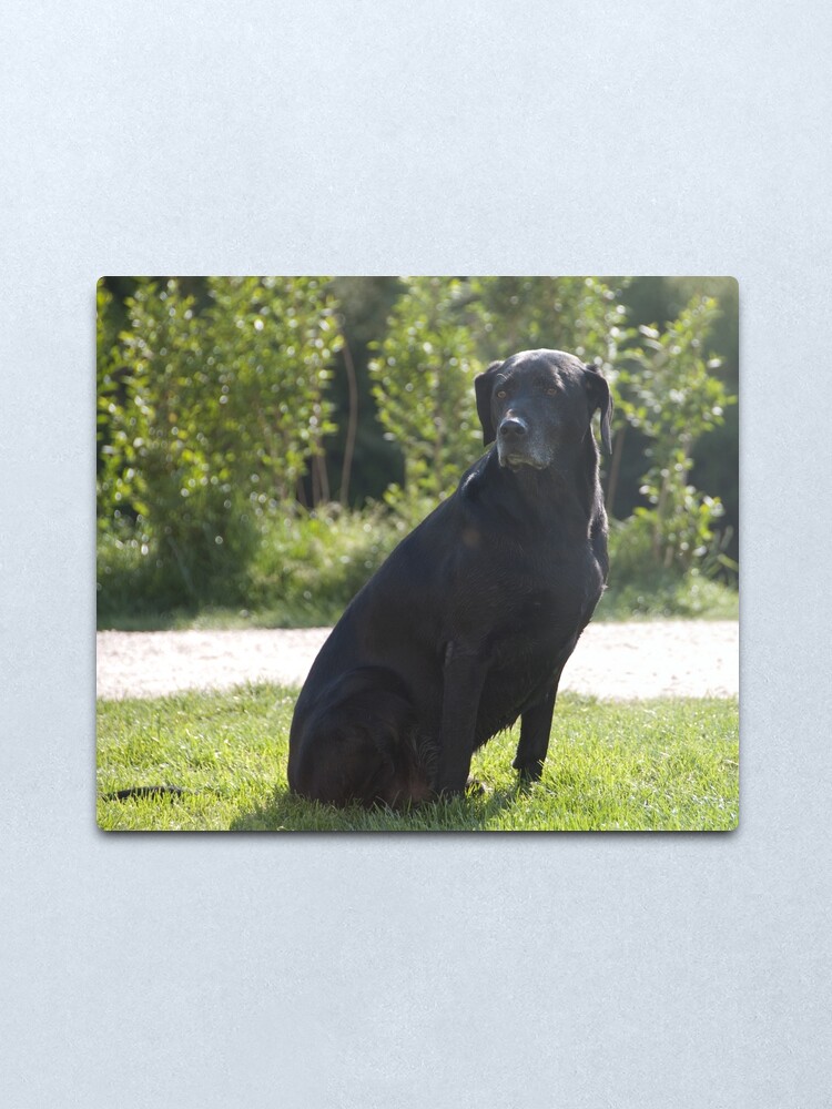 Alternate view of Black Dog, near Talvera River, Bolzano/Bozen, Italy Metal Print