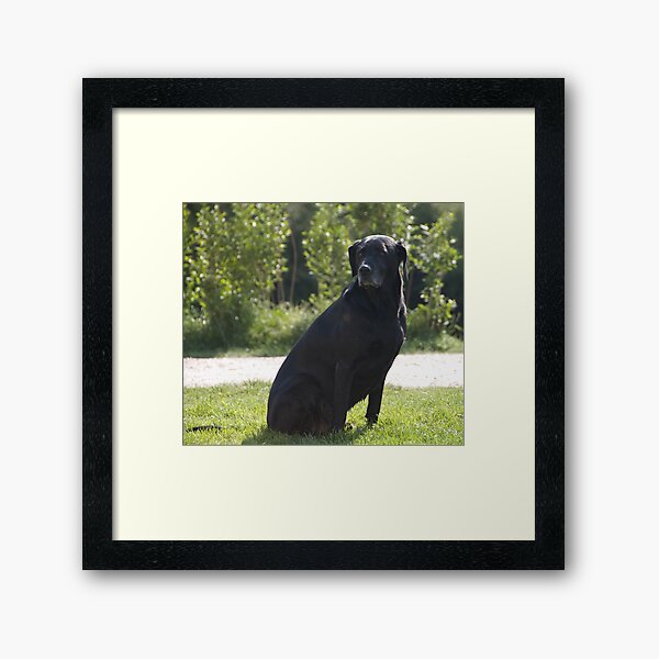 Black Dog, near Talvera River, Bolzano/Bozen, Italy Framed Art Print