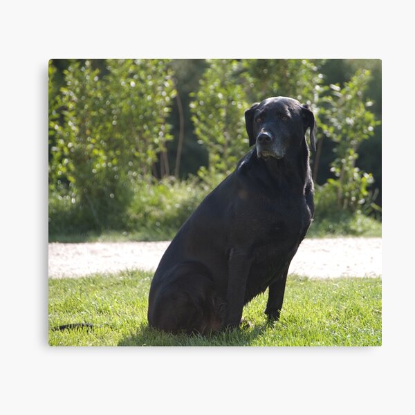 Black Dog, near Talvera River, Bolzano/Bozen, Italy Canvas Print