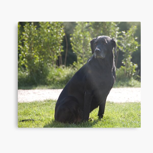 Black Dog, near Talvera River, Bolzano/Bozen, Italy Metal Print