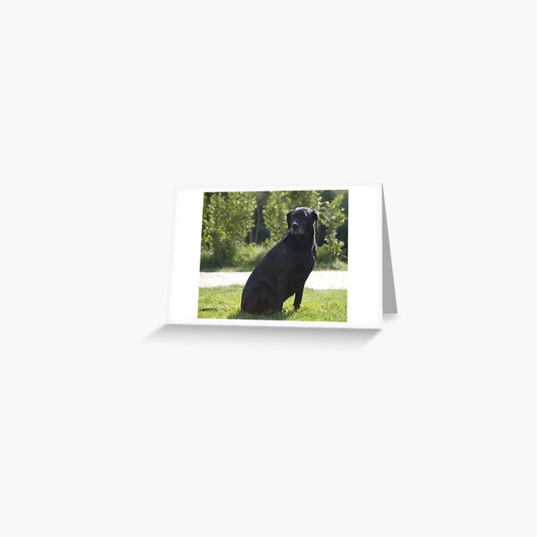 Black Dog, near Talvera River, Bolzano/Bozen, Italy Greeting Card
