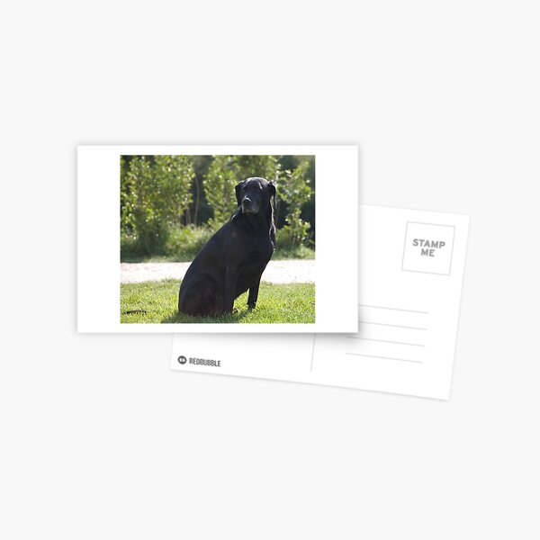 Black Dog, near Talvera River, Bolzano/Bozen, Italy Postcard
