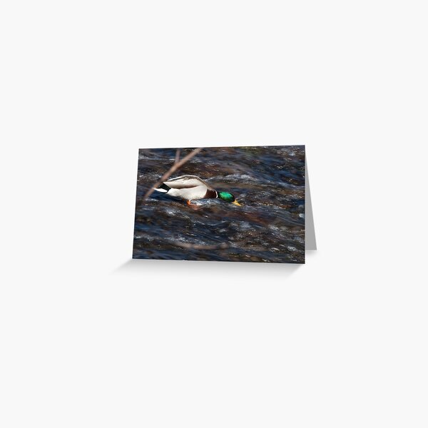Surfer Duck, Talvera River, Bolzano/Bozen, Italy Greeting Card