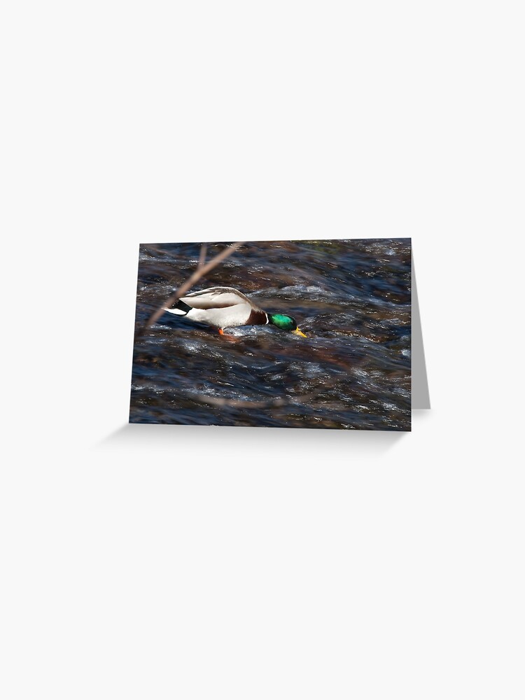 Thumbnail 1 of 2, Greeting Card, Surfer Duck, Talvera River, Bolzano/Bozen, Italy designed and sold by L Lee McIntyre.