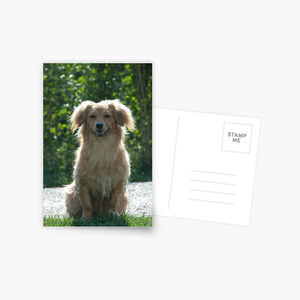 Little Dog, near Talvera River, Bolzano/Bozen Postcard