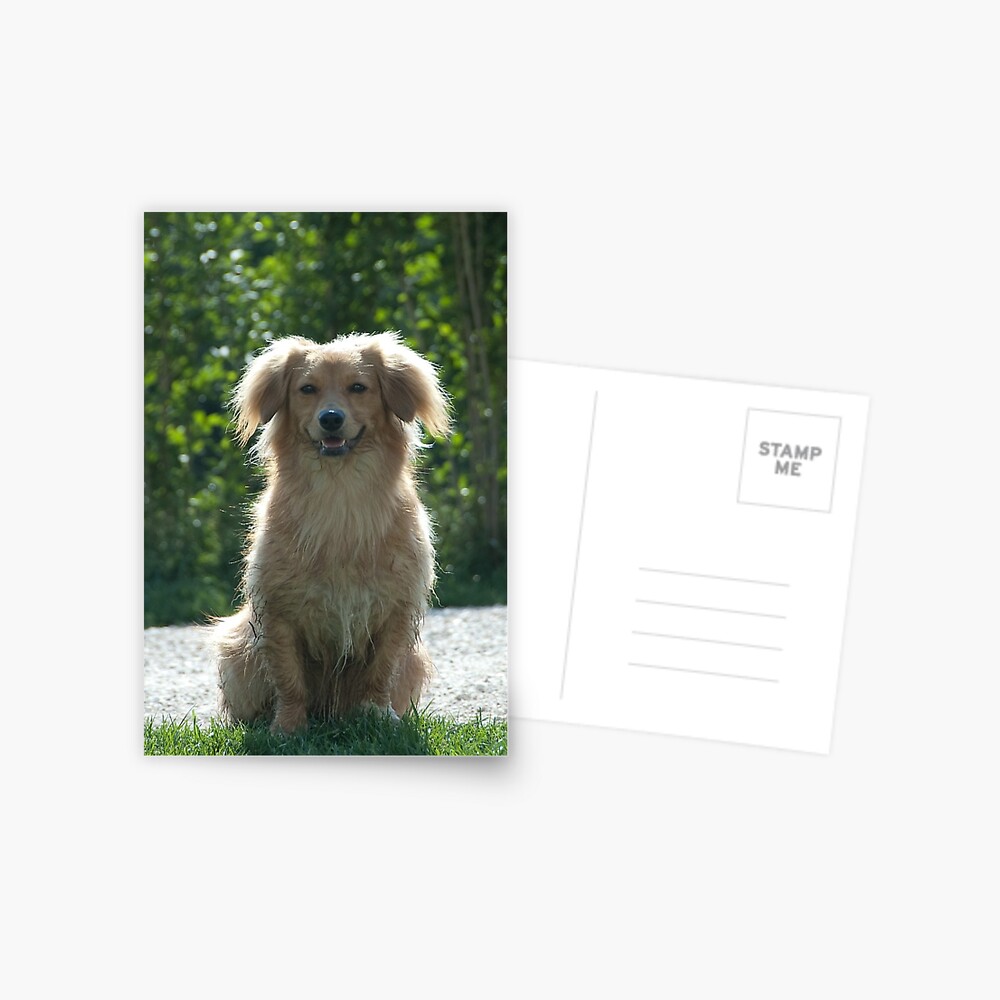 Little Dog, near Talvera River, Bolzano/Bozen Postcard