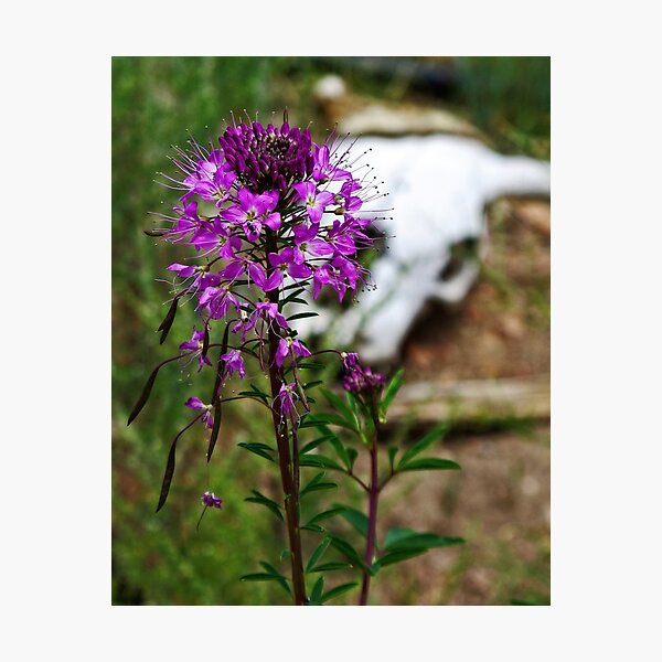 Purple Fringe, Life After Death Photographic Print