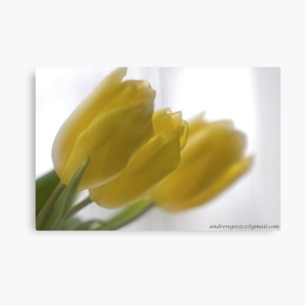 Aperçu de l'œuvre ❤❤❤ Frasi Belle Sulla Vita . Mellow yellow. Be sure to wear flowers in your hair! Featured in Tulips. créée et vendue par © Andrzej Goszcz,M.D. Ph.D.
