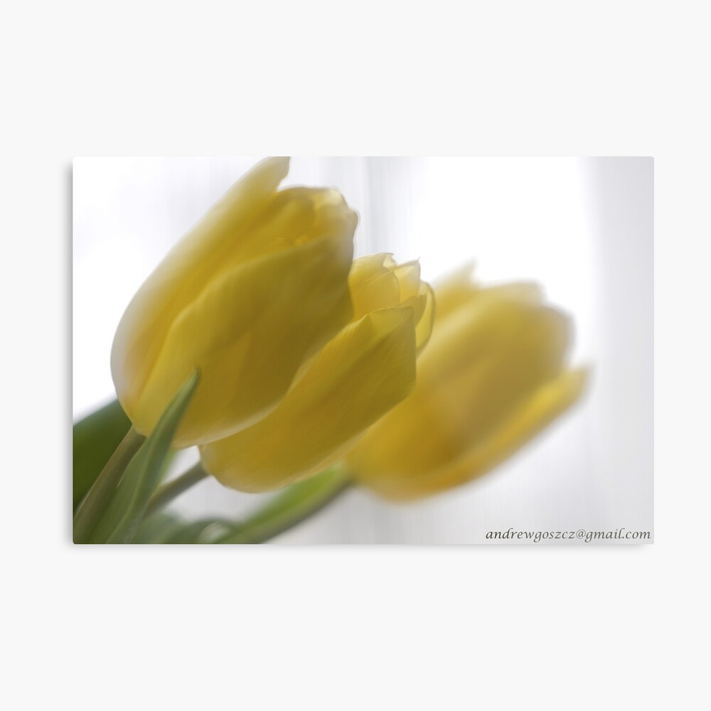 Frasi Belle Sulla Vita Mellow Yellow Be Sure To Wear Flowers In Your Hair Featured In Tulips Photographic Print By Andgoszcz Redbubble