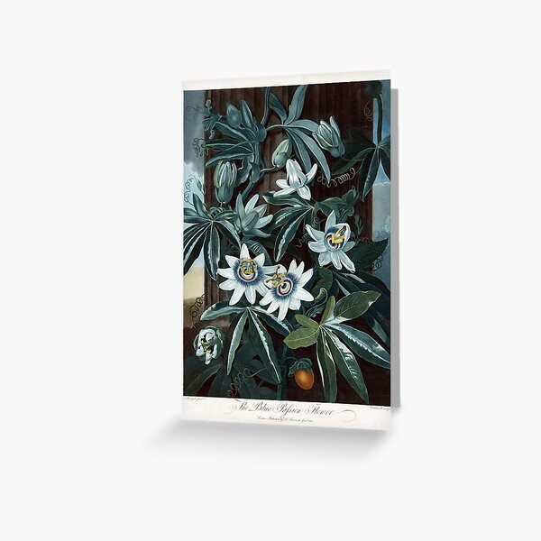 Vintage Botanical Print: The Blue Passion-flower 1799-1807 Greeting Card
