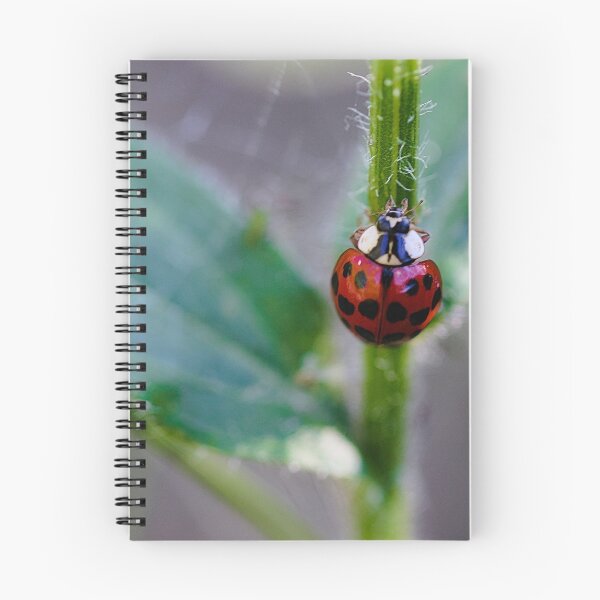 Item preview, Ladybug Climbing up a Stem designed and sold by ADM  Photography.