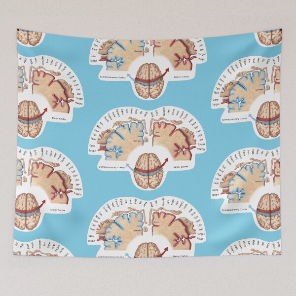 Item preview, Cortical Homunculus Illustration designed and sold by ScienceSource.