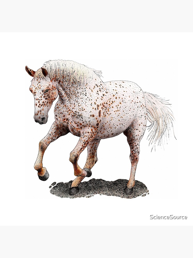 Appaloosa Horse Rearing | Art Board Print