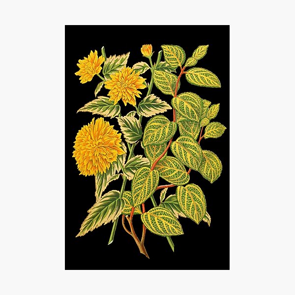 Honeysuckle Botanical Print Photographic Print