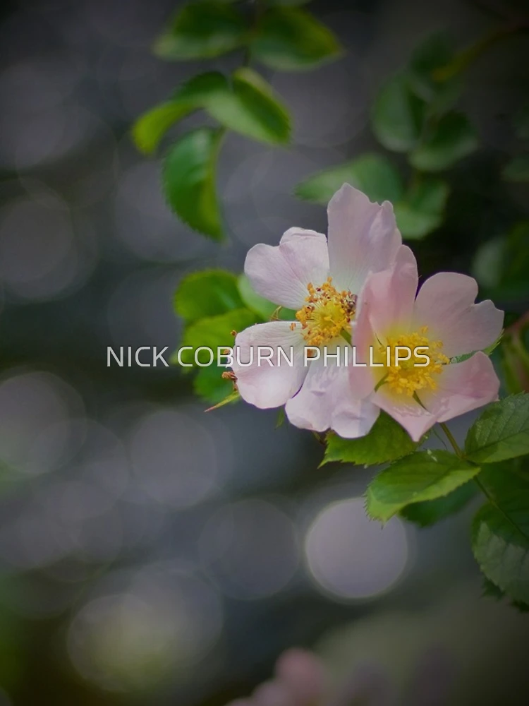 Thumbnail 4 of 4, iPhone Case, DOG ROSE designed and sold by NICK COBURN PHILLIPS.