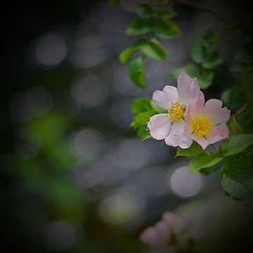 Artwork thumbnail, DOG ROSE by NICK COBURN PHILLIPS