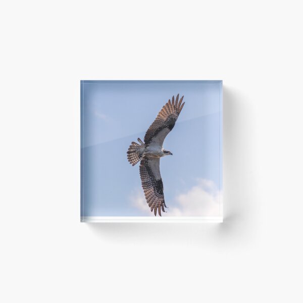 Item preview, Flying Osprey, Great Wing Span designed and sold by SafariByMarisa.