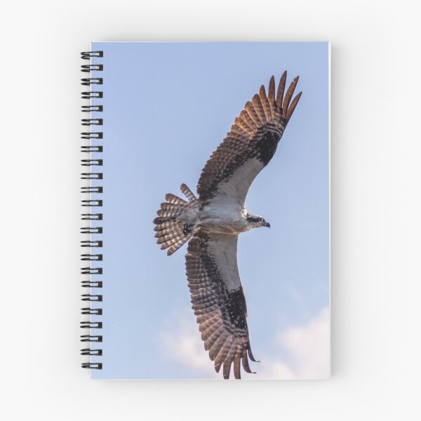 Item preview, Flying Osprey, Great Wing Span designed and sold by SafariByMarisa.