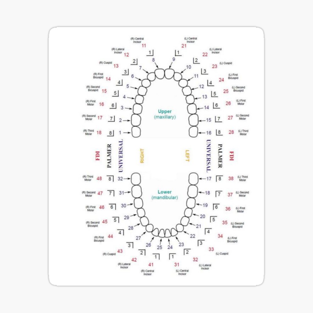 Tooth Numbering  | Journal