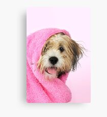 Cute Teddy Bear dog wrapped in a pink towel Metal Print