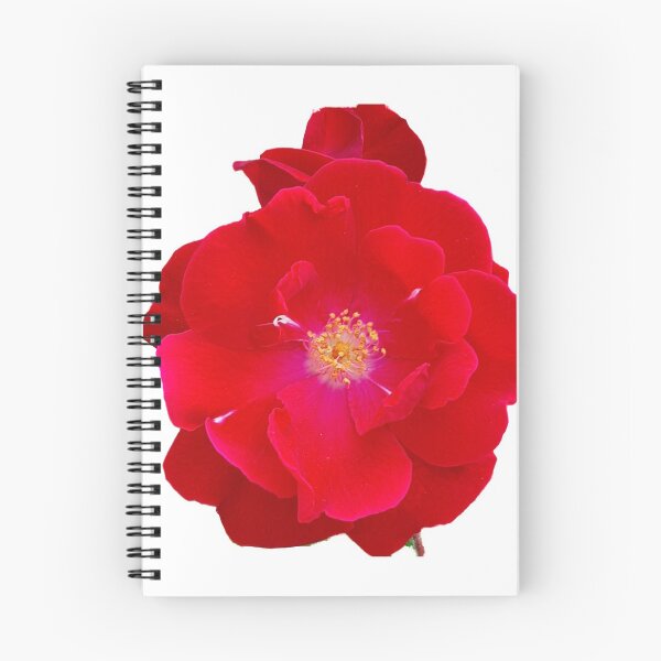 Item preview, Hot redpinkish rose flower designed and sold by DIBS2021.