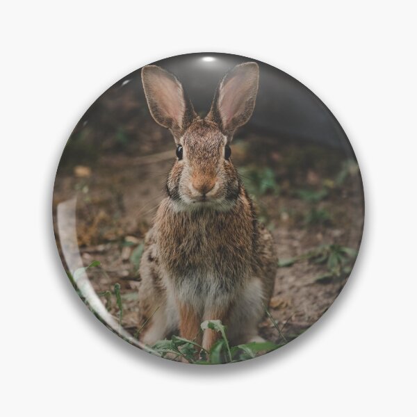 Artikelvorschau, Peter Rabbit entworfen und verkauft von dev11588.